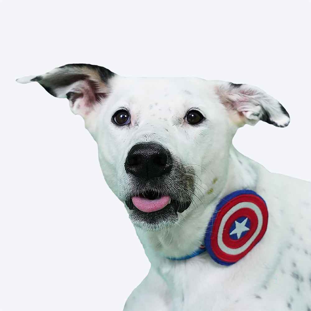 Captain america outlet dog collar