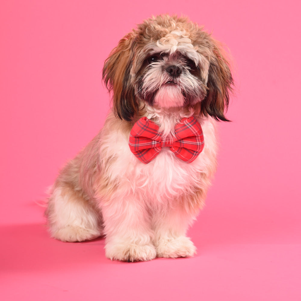 Shih tzu bow outlet tie