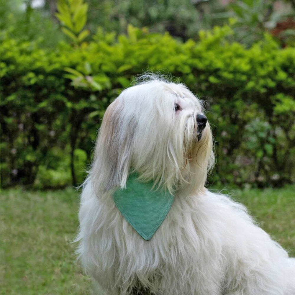 IndieGood 2 in 1 Bandana For Dog - Blue - M/L-7