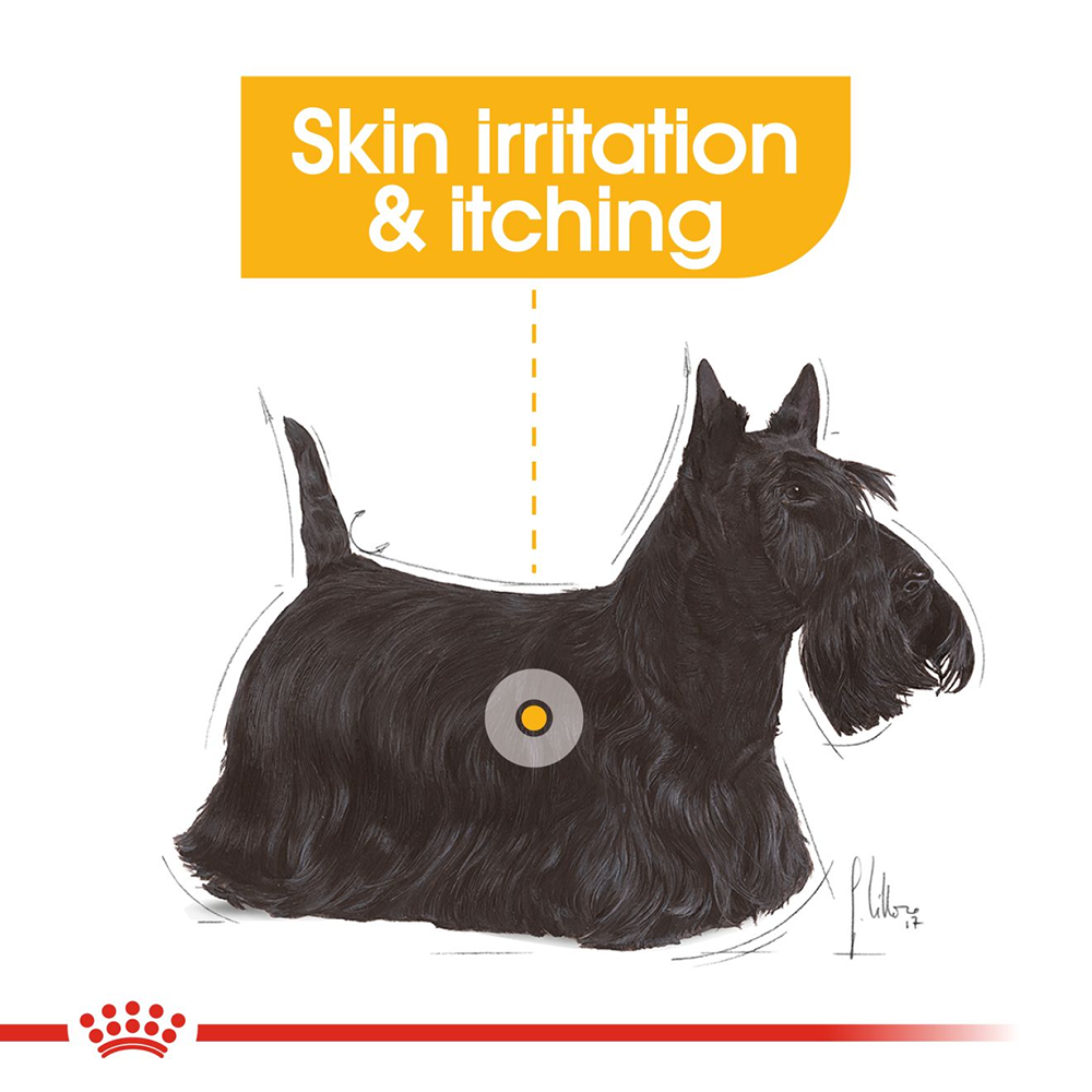 Royal Canin Dermacomfort Dry Dog Food (Mini upto 10 kg) - 1 kg - Heads Up For Tails