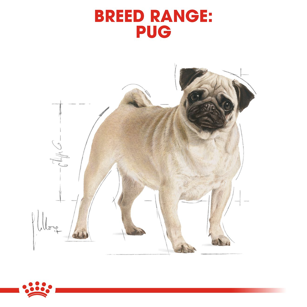 Royal Canin Pug Adult Dry Dog Food - Heads Up For Tails