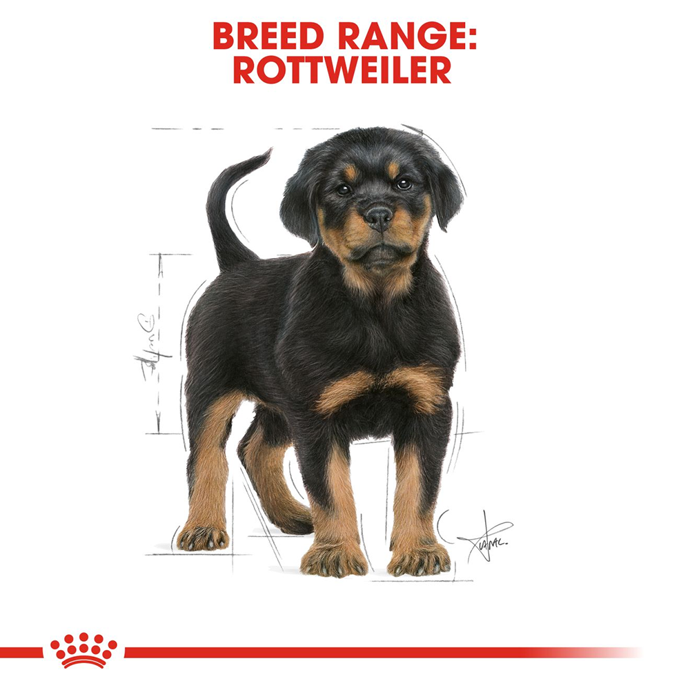 Royal Canin Rottweiler Junior Dry Puppy Food - Heads Up For Tails