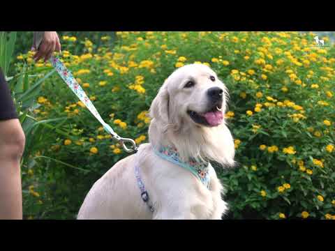 HUFT Song of Spring Collection Video