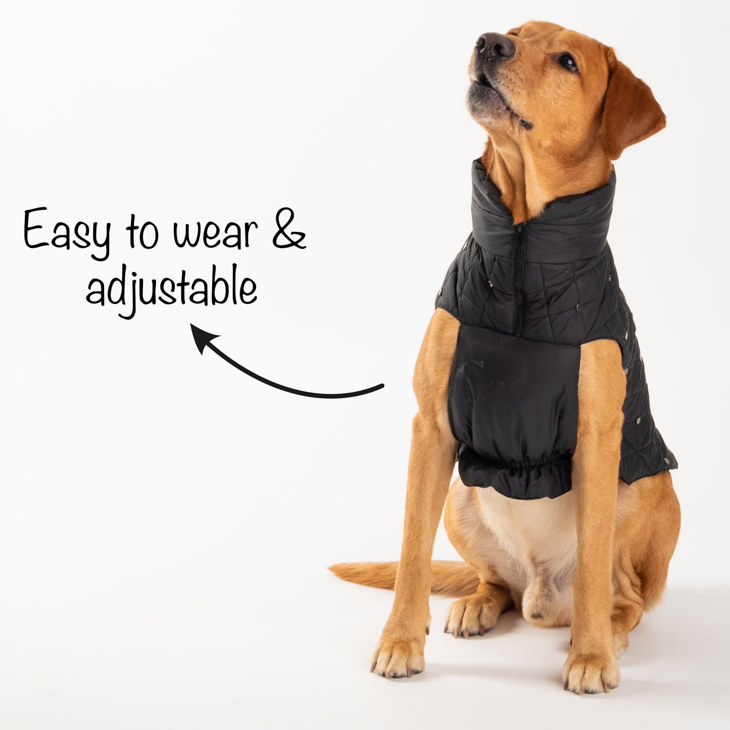 HUFT Luxe Stud Quilted Jacket For Dogs - Black - Heads Up For Tails
