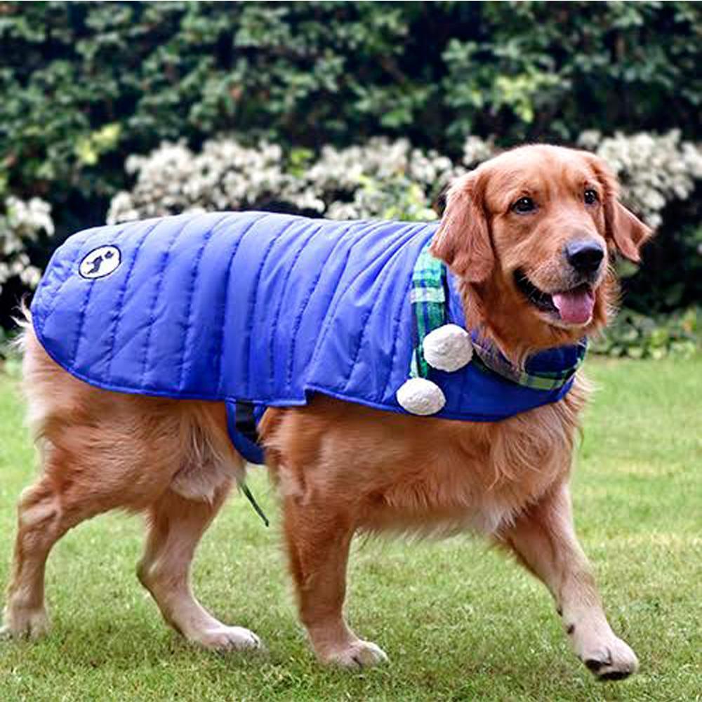 Blue shop dog jacket