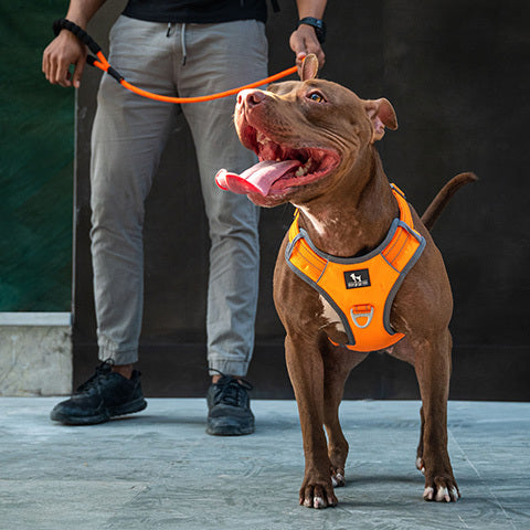 Beat the Heat: Safety Tips for Walking Your Dog in Summer