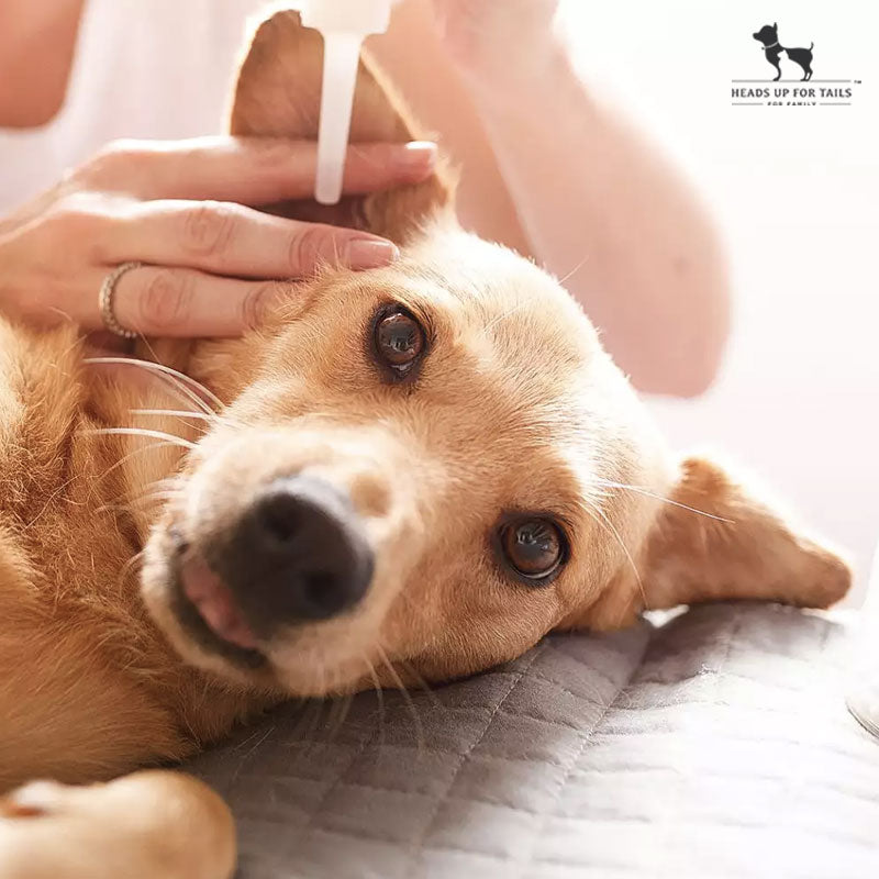 Best way to clean dog's ears at outlet home