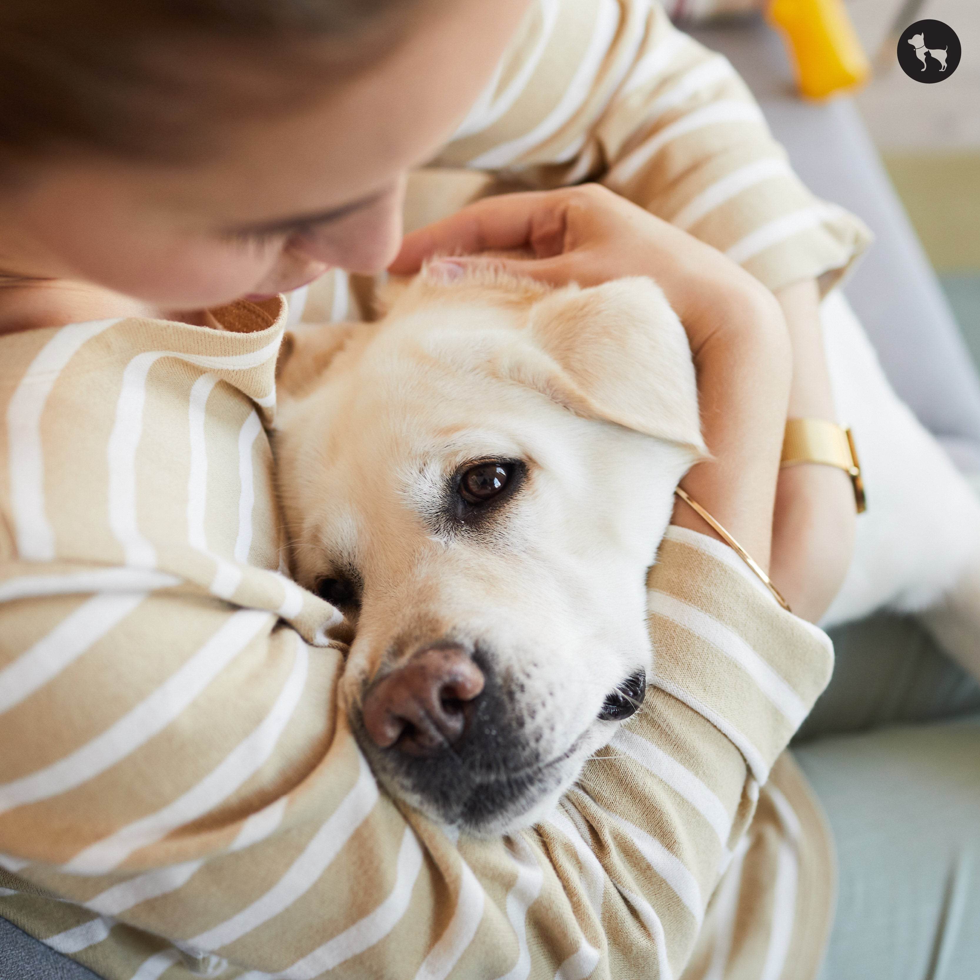 7 Essential First Aid Tips Every Pet Parent Should Know
