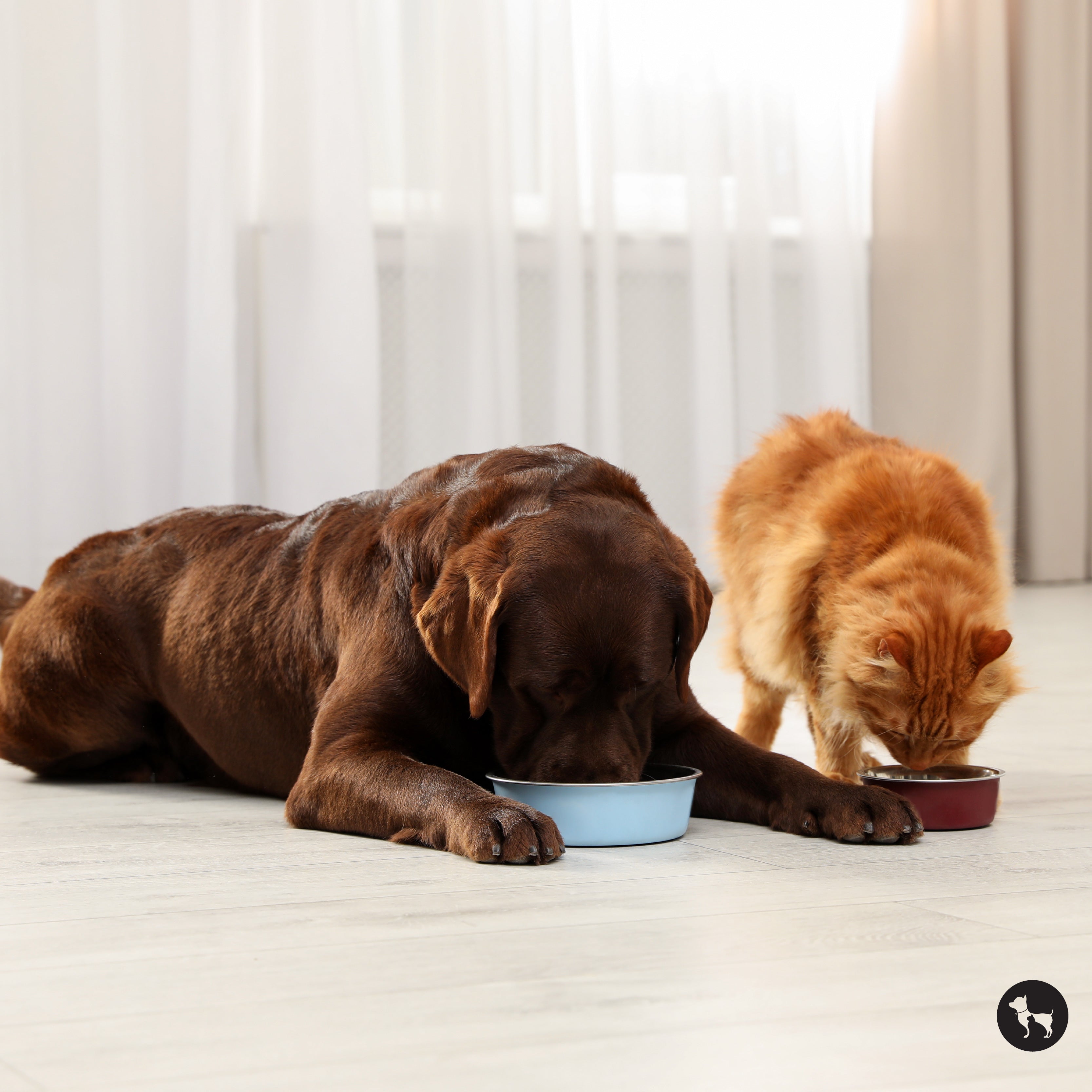 6 Simple Tips To Give Your Pet A Hydration Boost This Summer