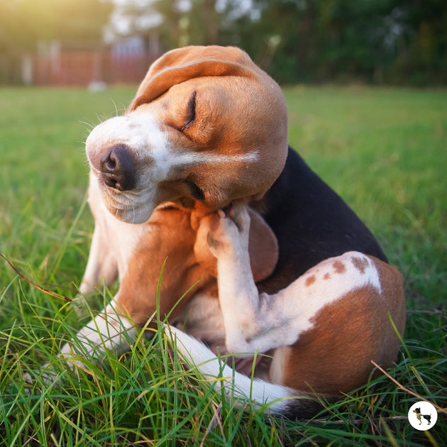 A Complete Guide to Effective Flea Treatments for Dogs | Heads Up For Tails