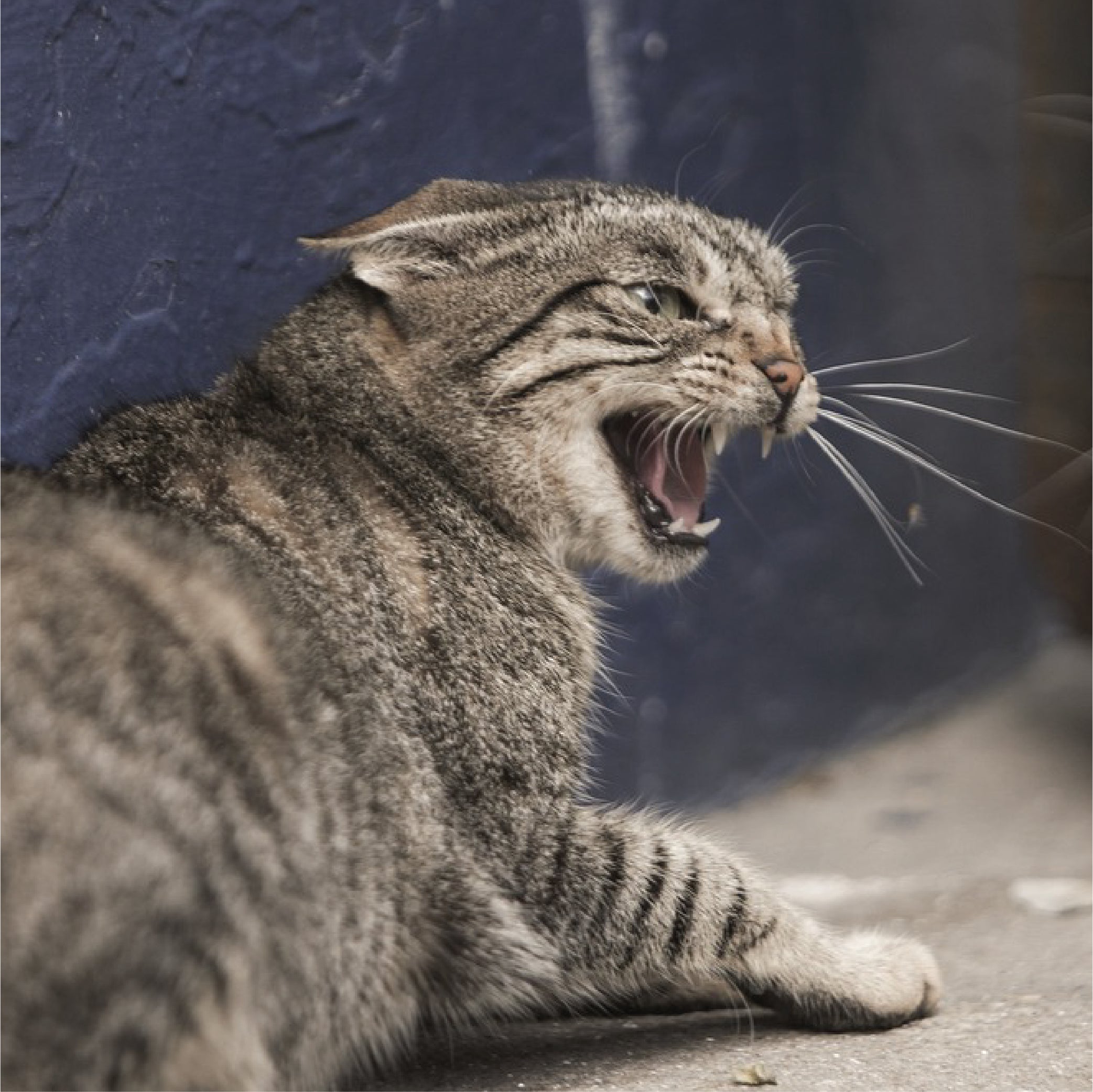 Signs of an Angry Cat