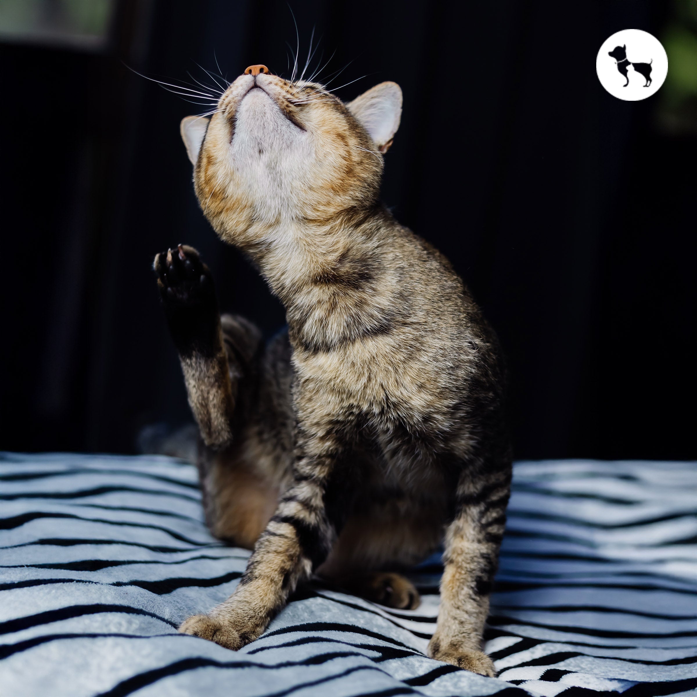 Allergies in Cats: Symptoms, Causes & Best Home Treatments