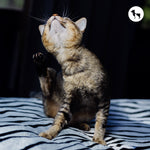 Allergies in Cats: Symptoms, Causes & Best Home Treatments