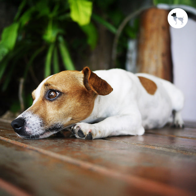 Picture of Anxiety in Dogs: Symptoms, Causes & Vet-Approved Treatment Options