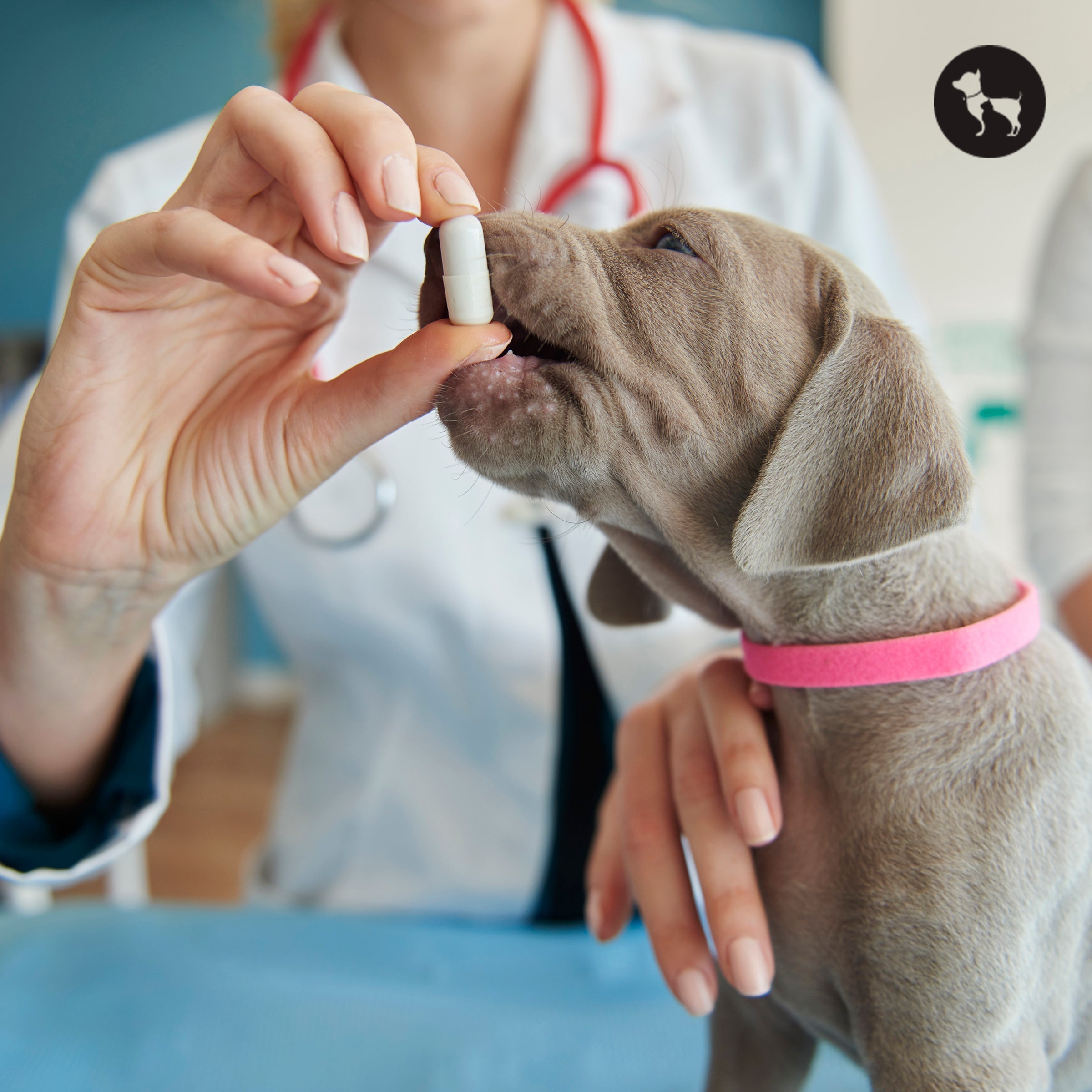 Benadryl for Dogs: Safe Uses, Dosage Guidelines, and Precautions