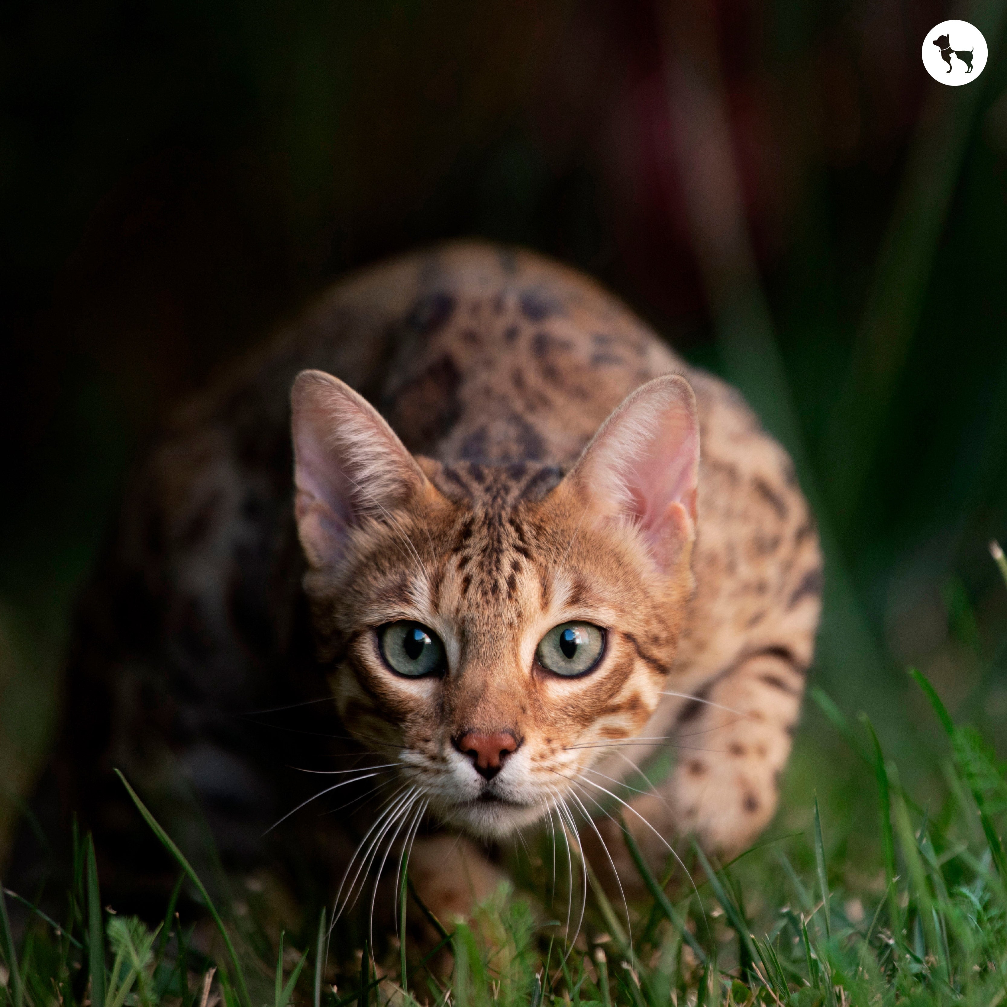 Bengal Cat Breed: History, Personality, Appearance, Health & Care