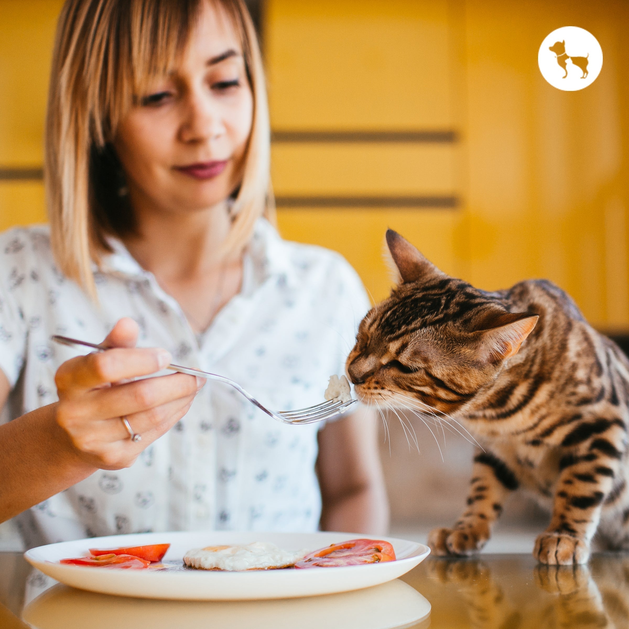 Best Cat Cafes in Delhi NCR for a Relaxing Day Out