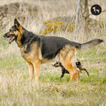 Best Diet Guide for German Shepherd Dogs in India