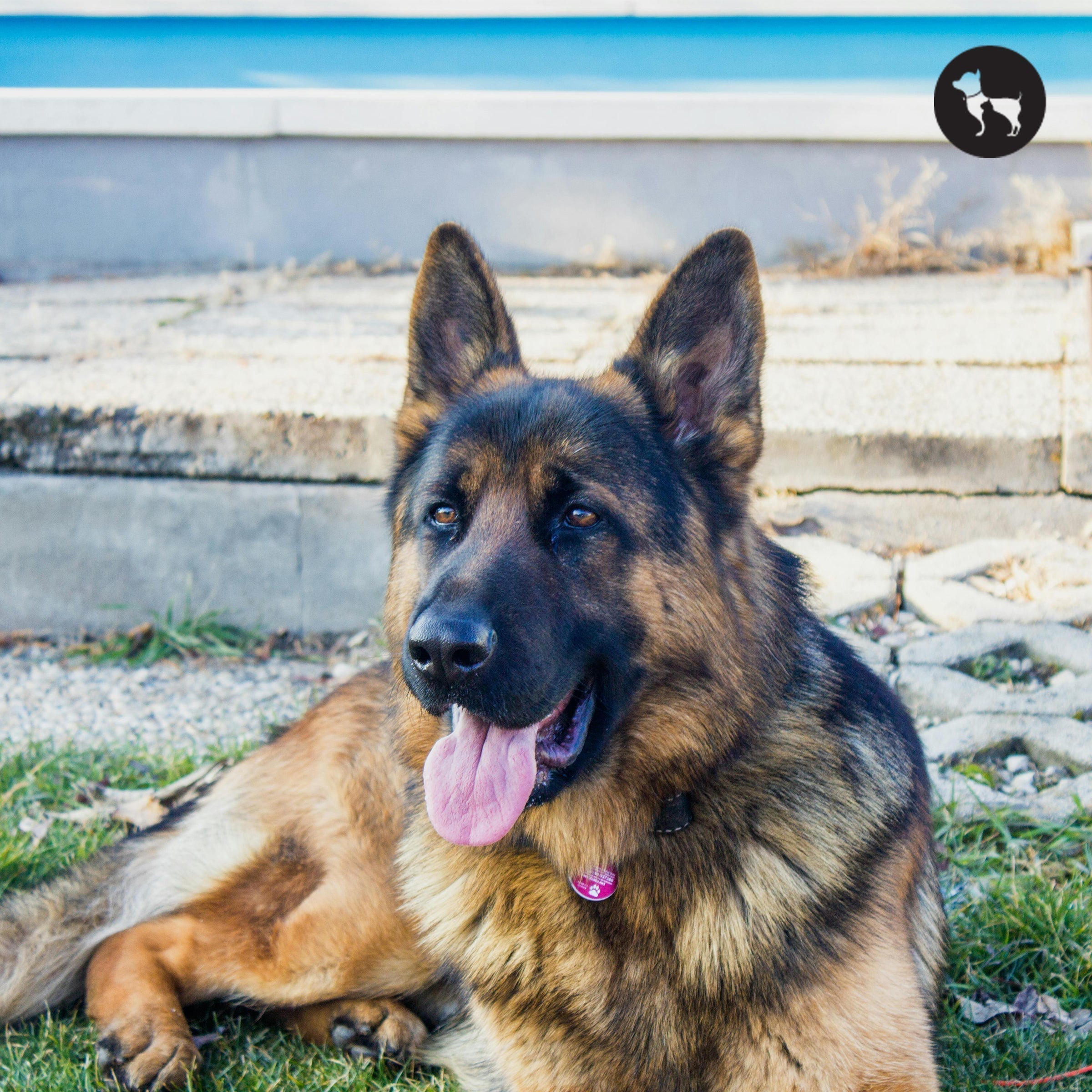 Best Large Breed Puppy Food in India (2026) Best Large Breed Puppy Food in India (2026)