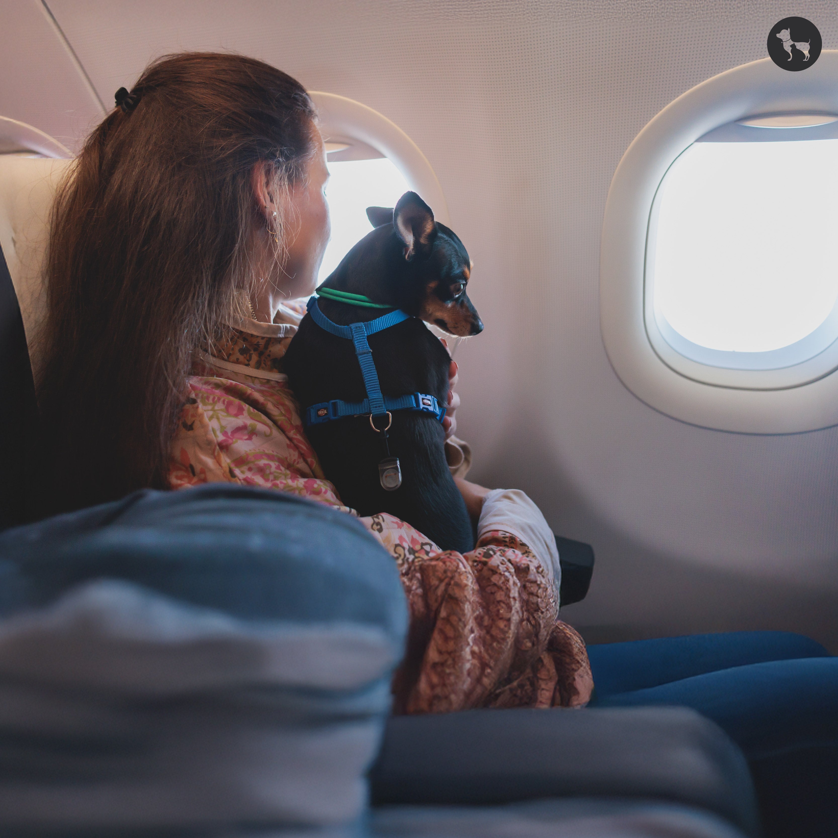 Best Pet-Friendly Airlines in India for Stress-Free Travel