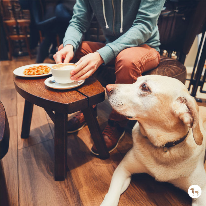 15 Best Pet-Friendly Cafes in Bangalore to Visit with Your Dog