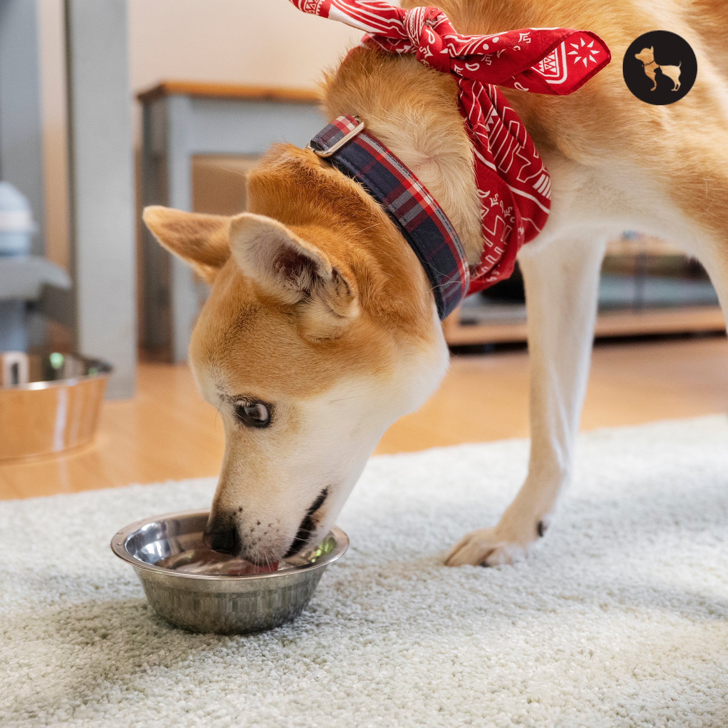 Best Wet Dog Food for Every Life Stage: Puppies to Seniors Best Wet Dog Food for Every Life Stage: Puppies to Seniors