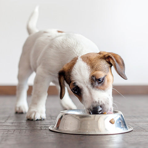 a cute puppy eating a healthy meal from a bowl