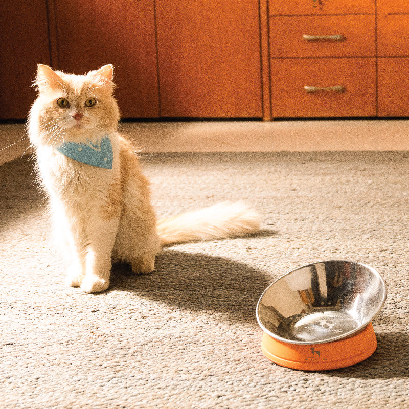 Top 10 Marvelous Gifts For Cats