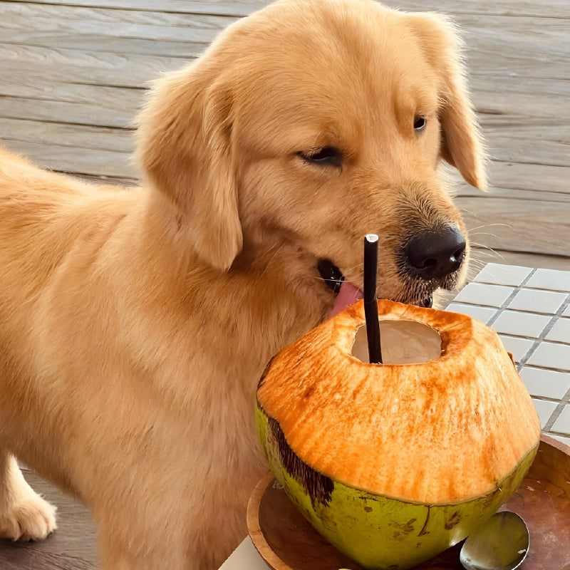 Is Coconut Safe for Dogs? Health Benefits and Precautions to Keep in Mind