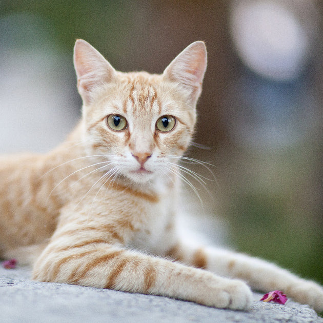 Inale Cat Introduction to Caring for Your First Indie Cat