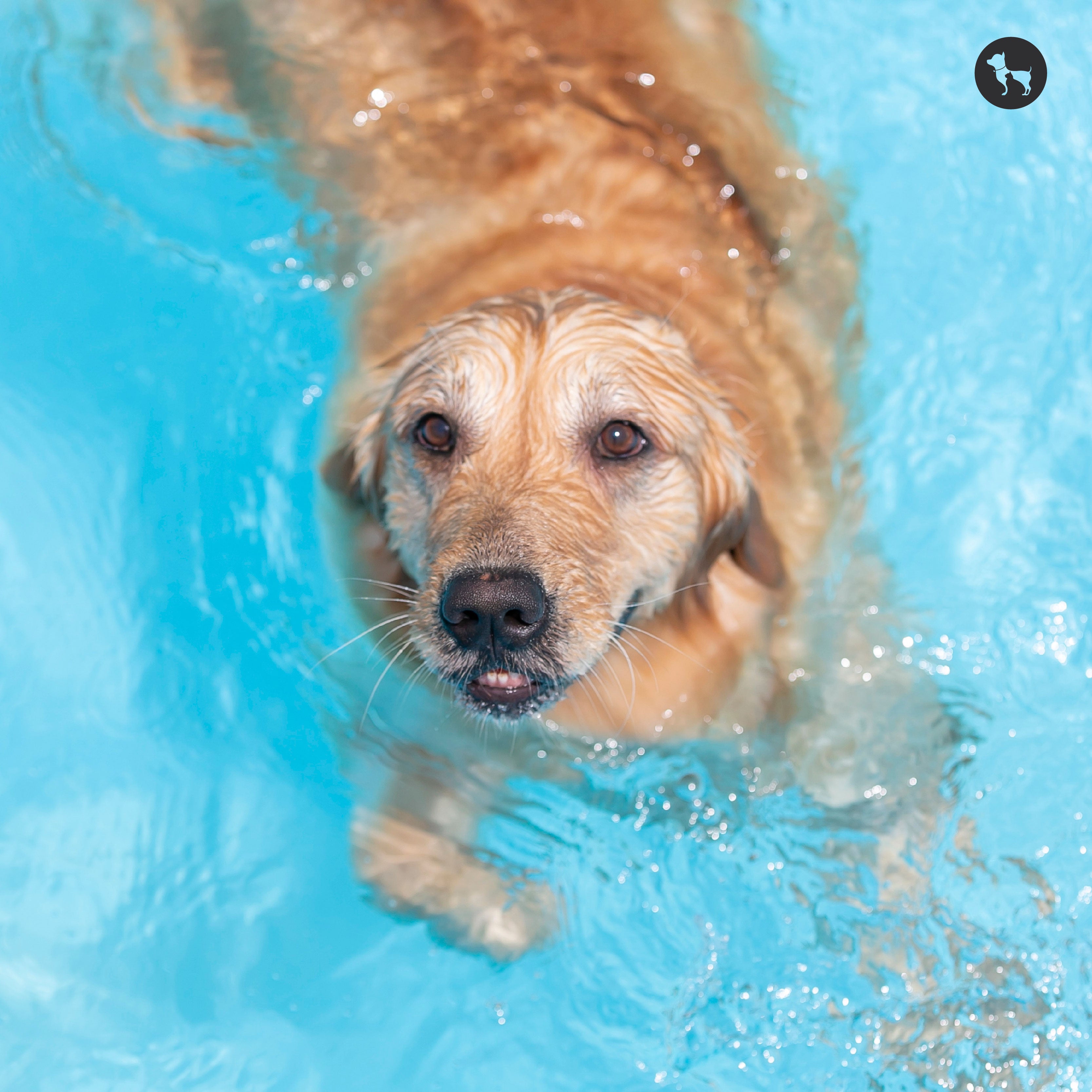 How Mental Enrichment Activities Make for a Happier Dog