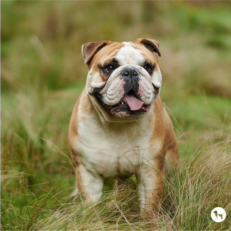 Bulldog Breeds