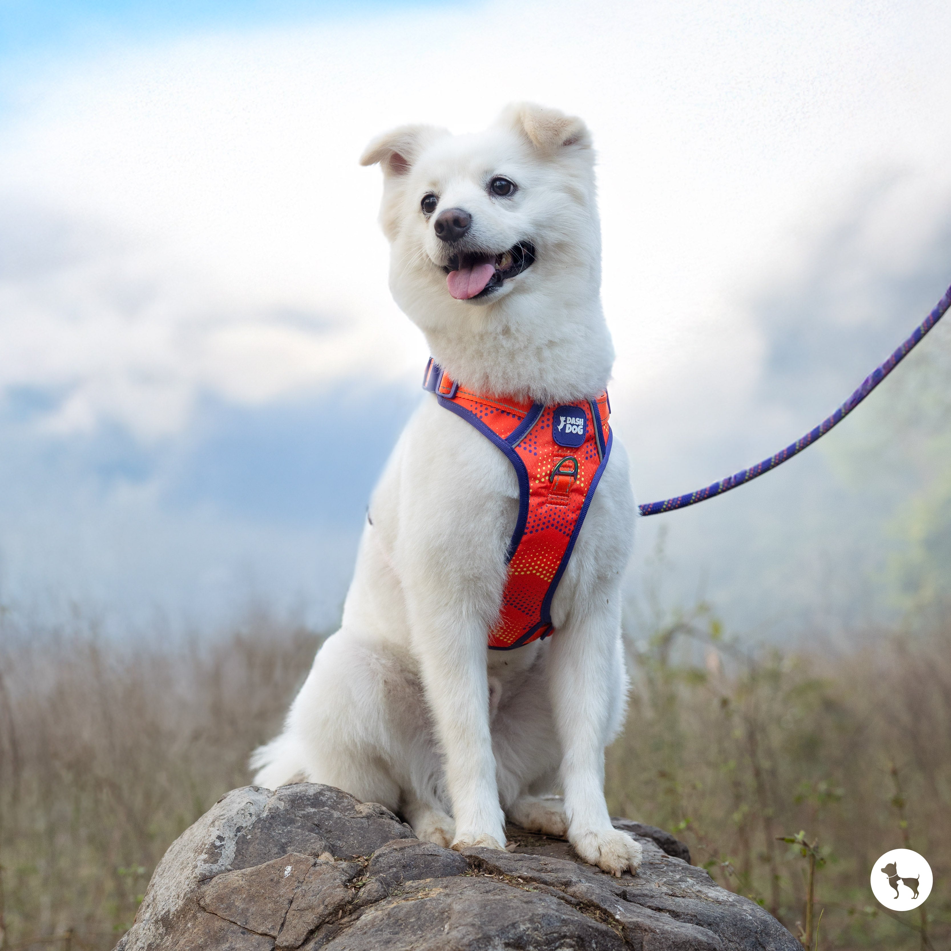 A Dash Dog Guide to Collars, Harnesses and Leashes