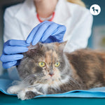 Cat Diarrhoea Explained: Common Symptoms, Causes, and Effective Treatments