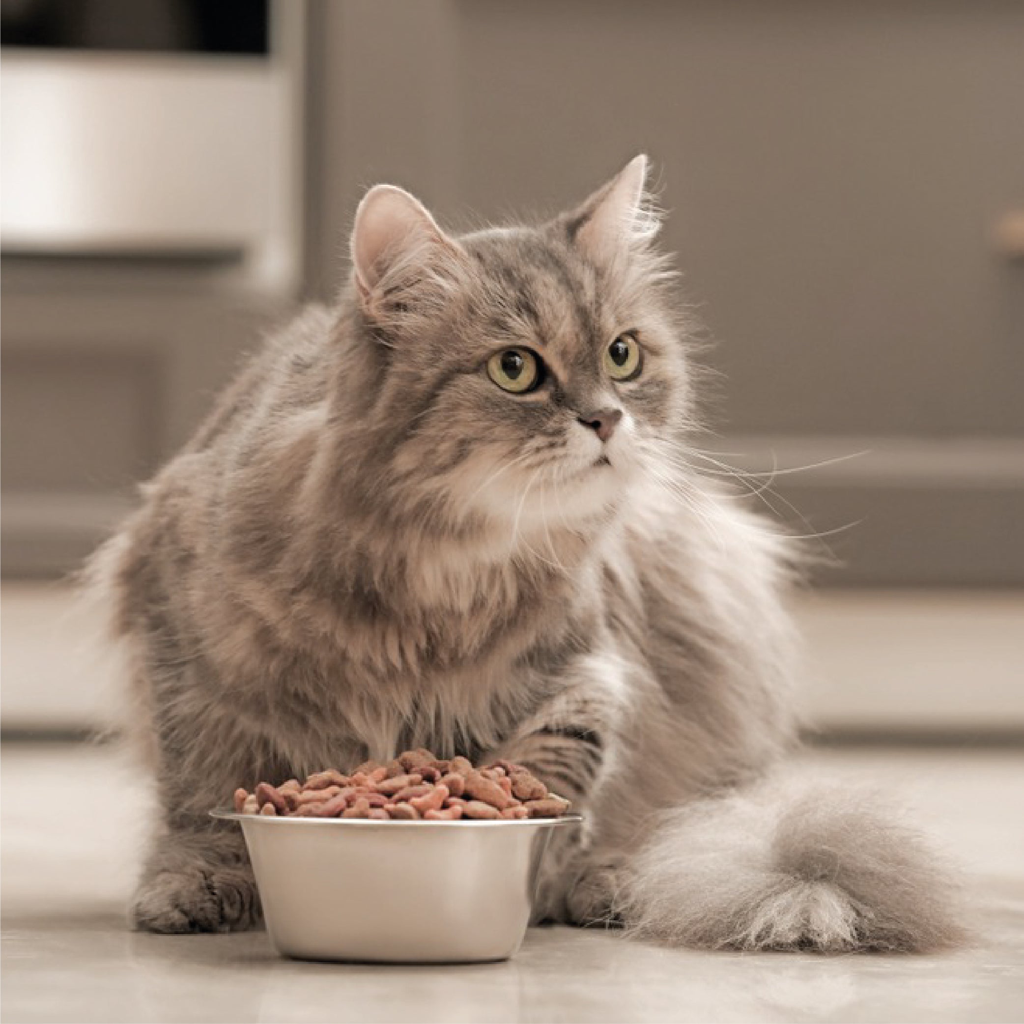 The Cat Diet Guide - Learn to Pick the Best Food for your Cat