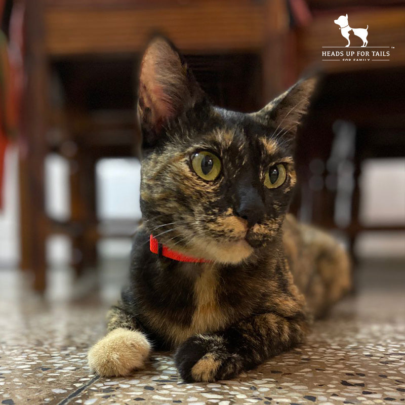 Adopting A Cat 101 - Learn Cat Parenting From An Expert!