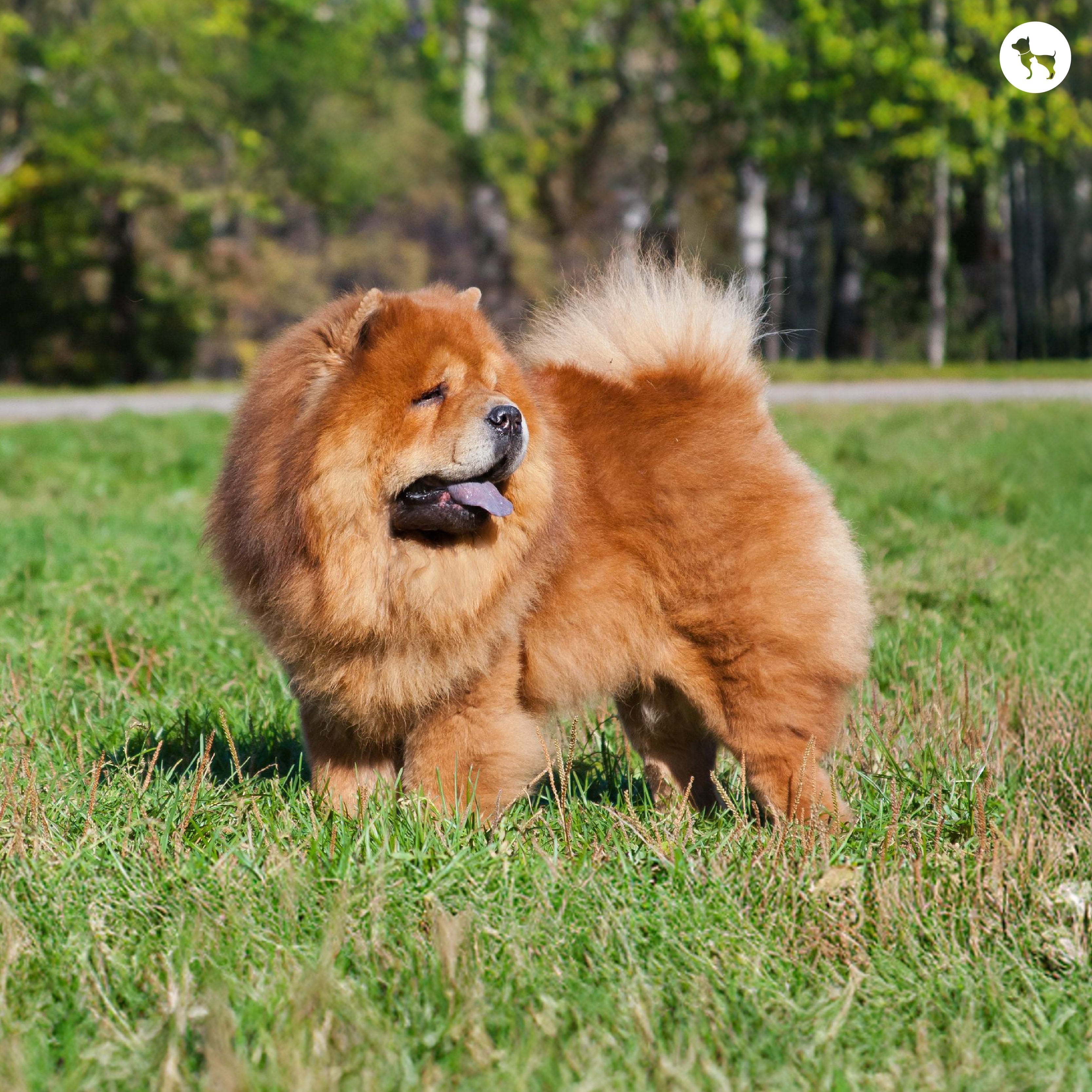thumbnail image 2 of Winter, Snow And Brown Dog Chow Chow Stock Photo - Alamy 2 of 10