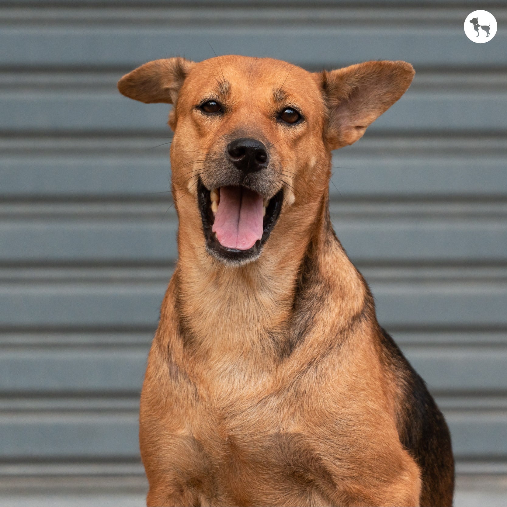 How To Adopt A Dog In India - A 10 Step Guide