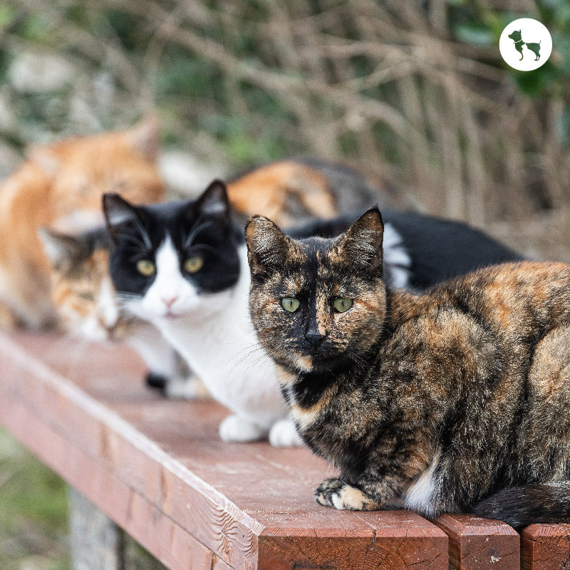 50 Popular Cat Breeds In India (Updated)