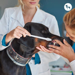 Daily Dental Care Routine for Dogs: Vet-Approved Routine