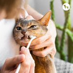 Dental Care for Cats: Complete Guide for Healthy Teeth & Gums