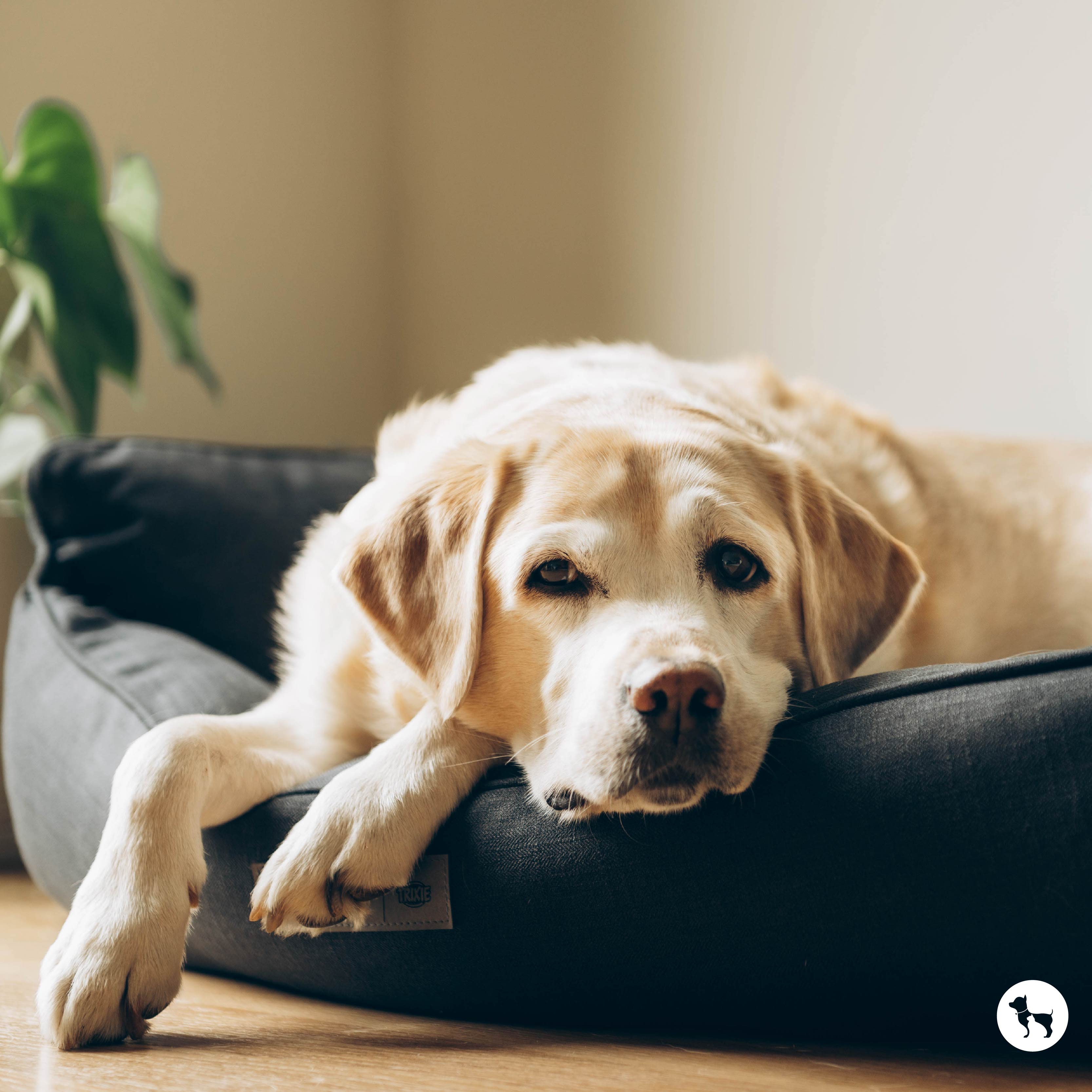 Diet-Based Joint & Skin Support for Senior Dogs