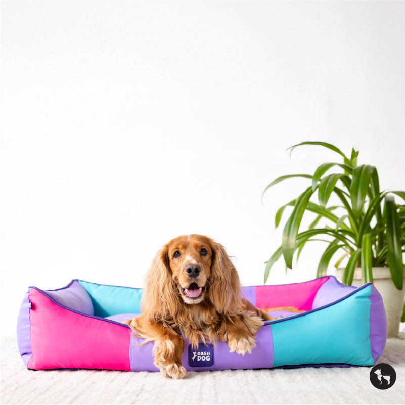 Do Dogs Need a Bed All Year Round?