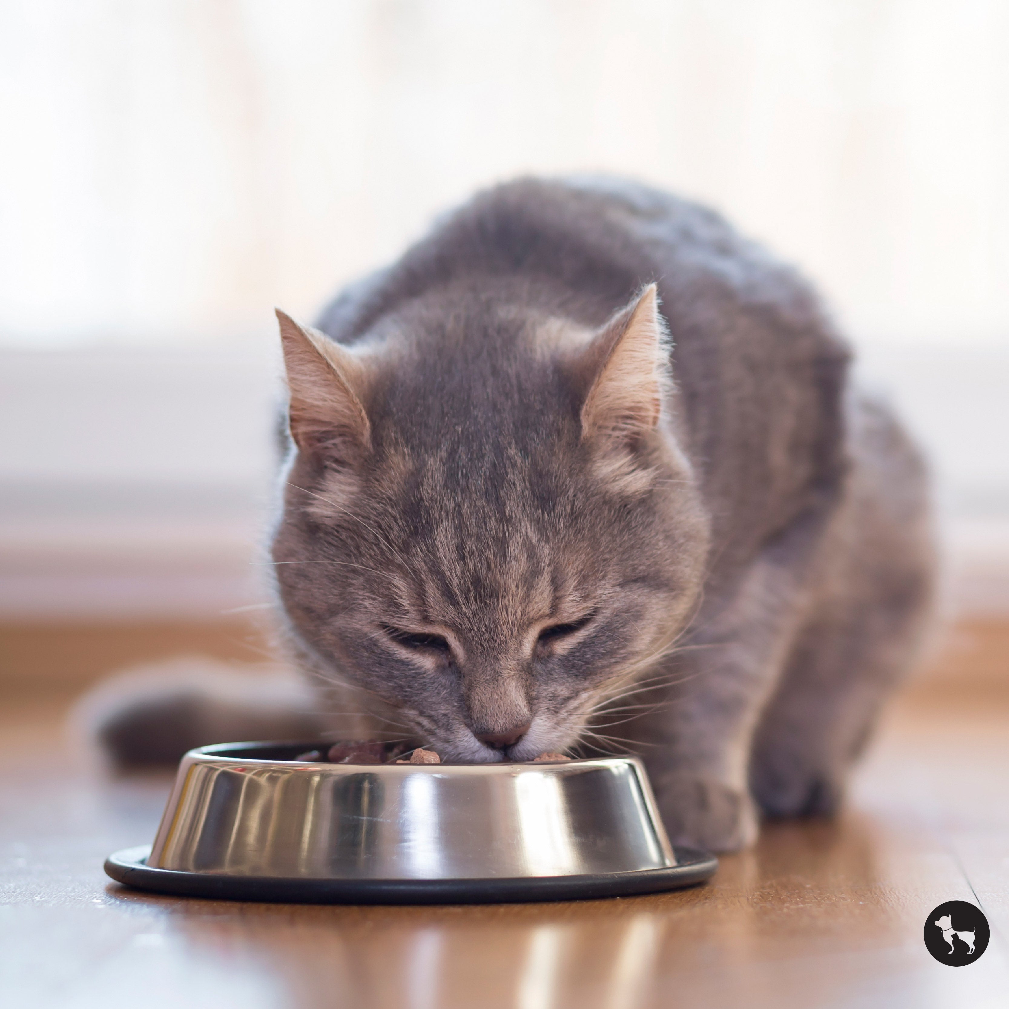 Do Cats Need Wet Food, or Is Kibble Enough?