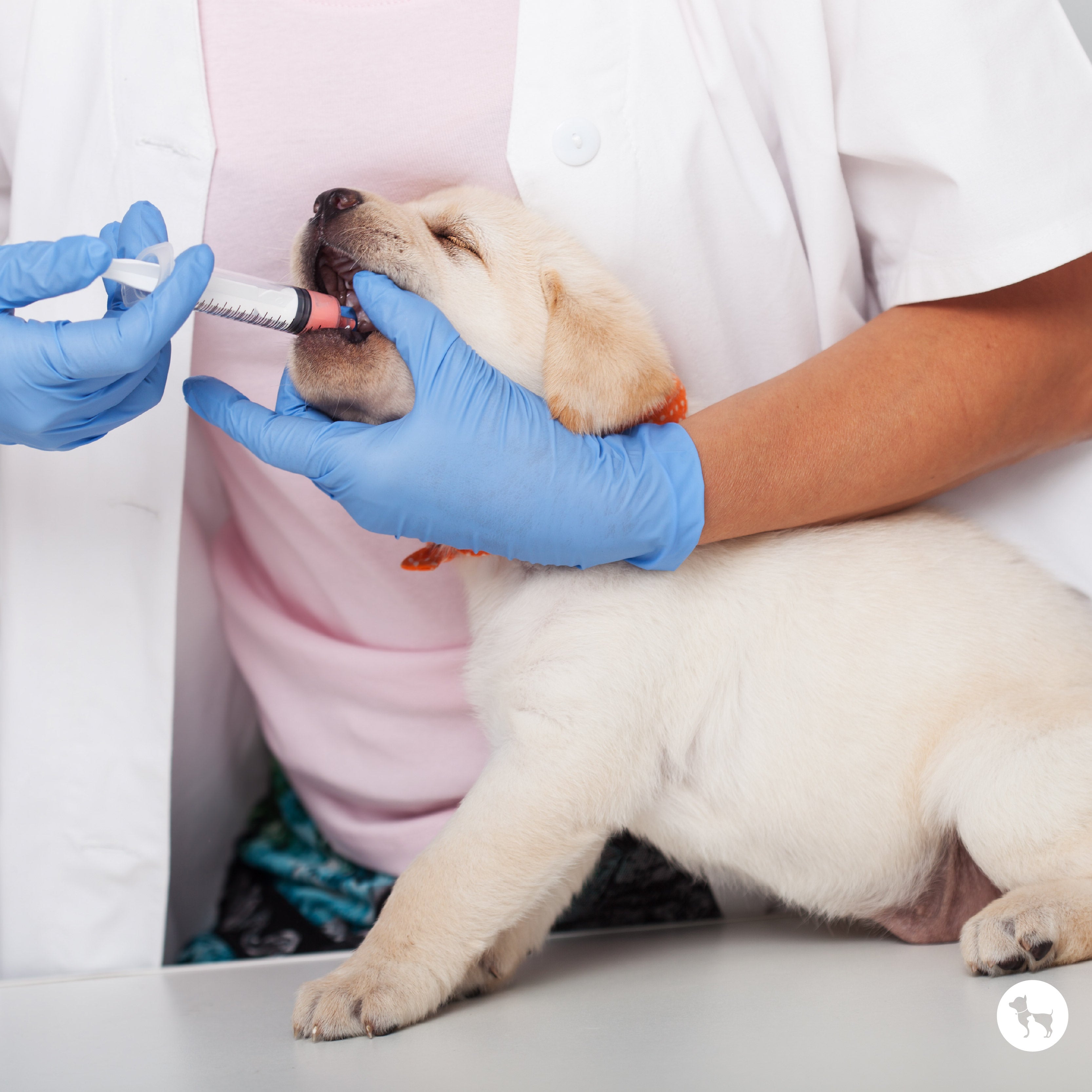 Dog Deworming Schedule: What Every Pet Parent Needs to Know
