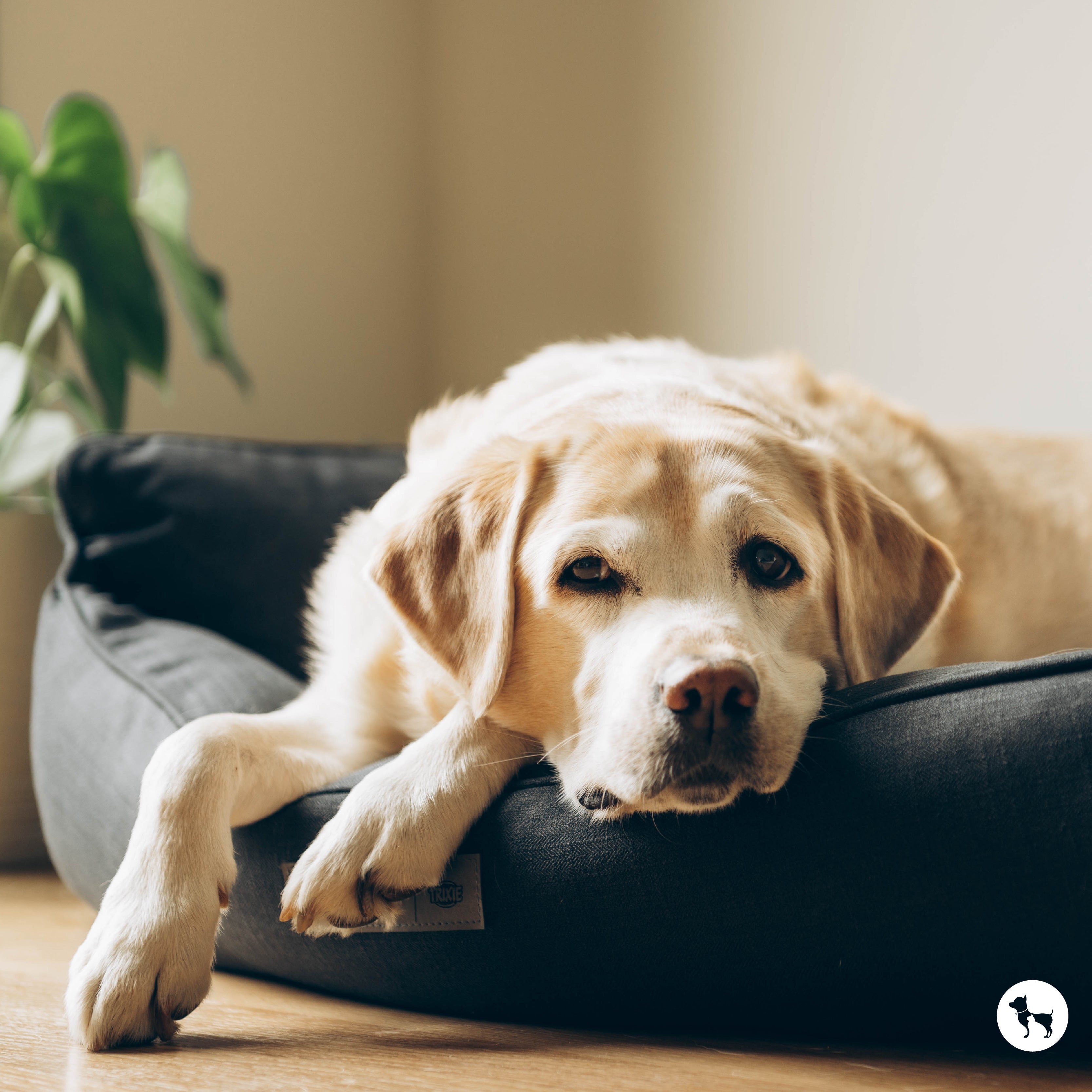 Dog Lifespan and Ageing: Signs, Care, Health Issues and Tips