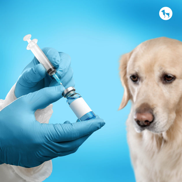 Understanding Dog Vaccination Cost in India for Pet Parents