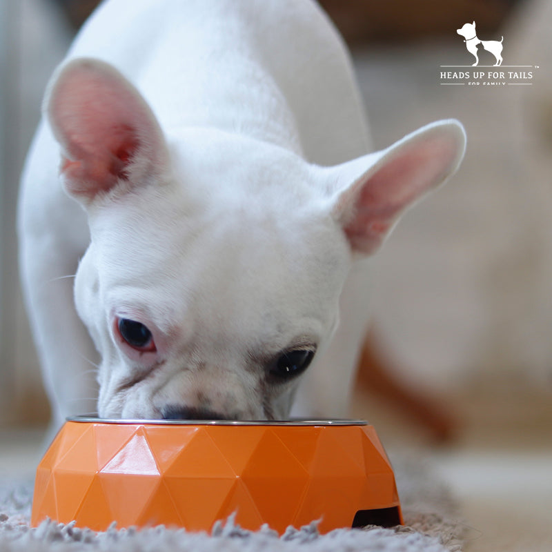 Dog eating in Bowl