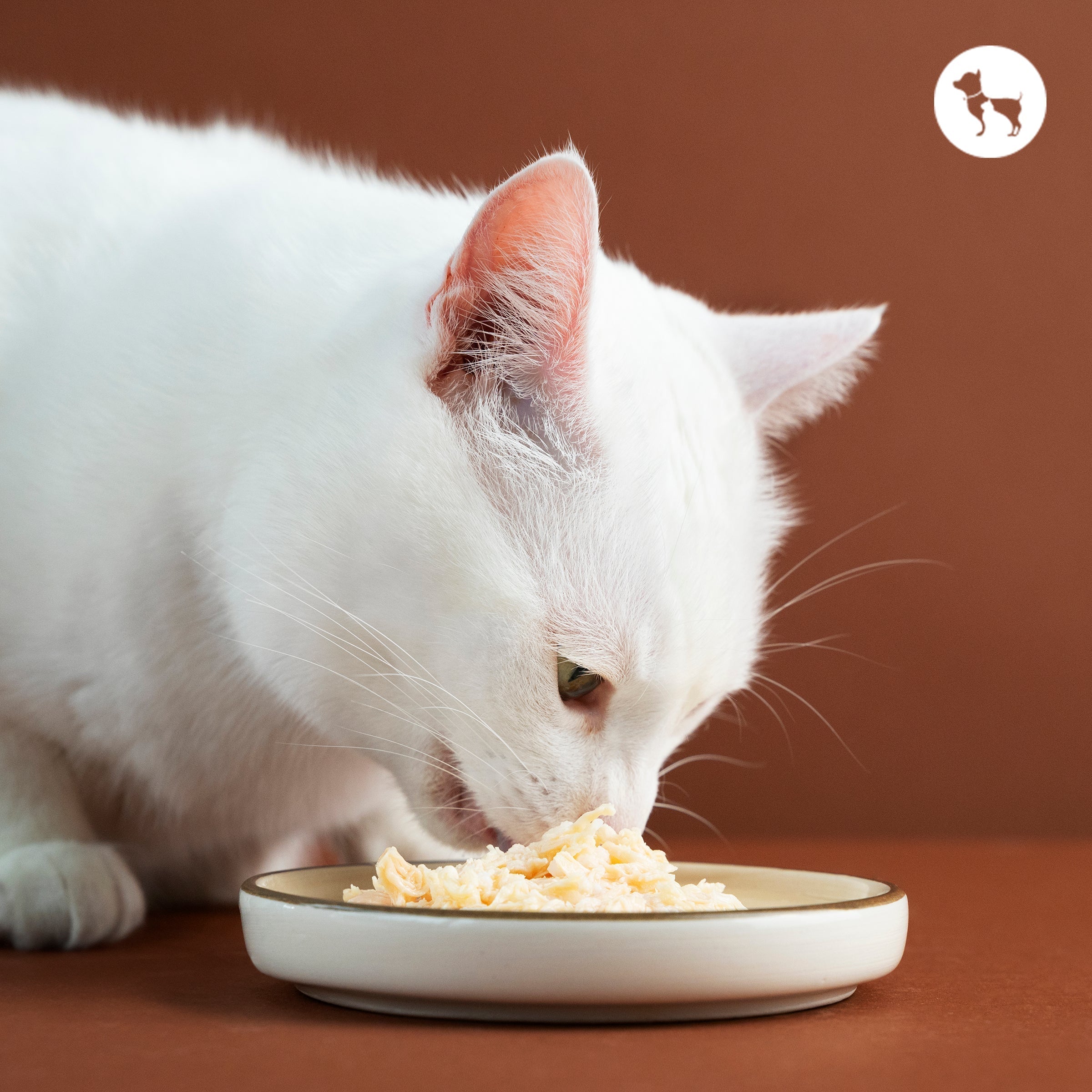 Best Winter Food for Cats