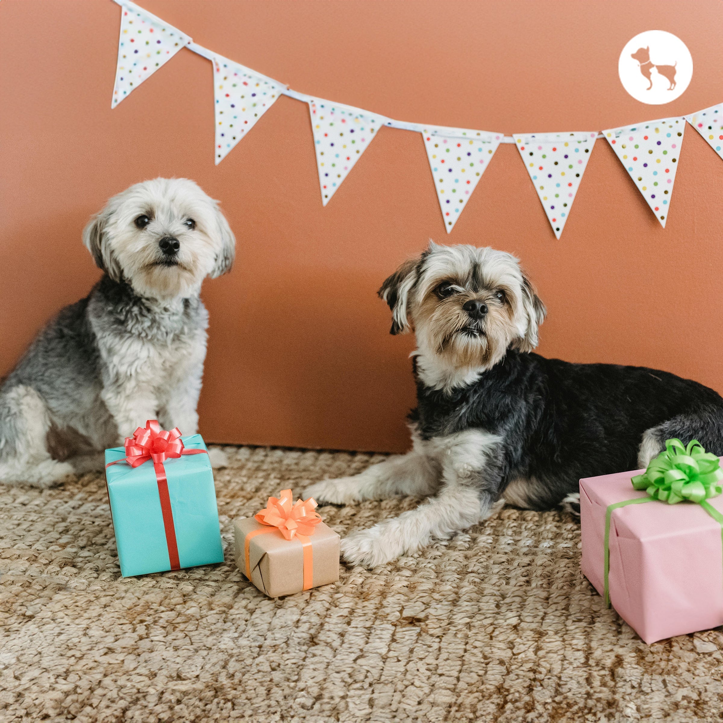 Best Dog Gifts for First-Time Dog Parents in India Best Dog Gifts for First-Time Dog Parents in India